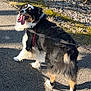 Kingstone joined the competition — help win amazing prizes! dog, walking, outdoor, path, sunlight, tongue_out, happy, leash, fur, black, white, brown, nature, trees, shadow, grass, excited, canine, pet, playful