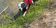 Kingstone joined the competition — help win amazing prizes! dog, water, grass, outdoor, nature, playful, pet, animal, canine, harness, riverbank, sunlight, two_dogs, wet_fur, running, greenery, muddy_path, daylight, recreation, companionship