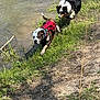 dog, water, grass, outdoor, nature, playful, pet, animal, canine, harness, riverbank, sunlight, two_dogs, wet_fur, running, greenery, muddy_path, daylight, recreation, companionship