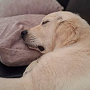 Bloo participe au concours pour gagner de l'argent avec cette photo : animal, canine, closeup, companion, cozy, cute, dog, domestic_animal, fur, golden_retriever, indoor, laying_down, mammal, peaceful, pet, pillow, relaxed, resting, sleeping, soft_texture