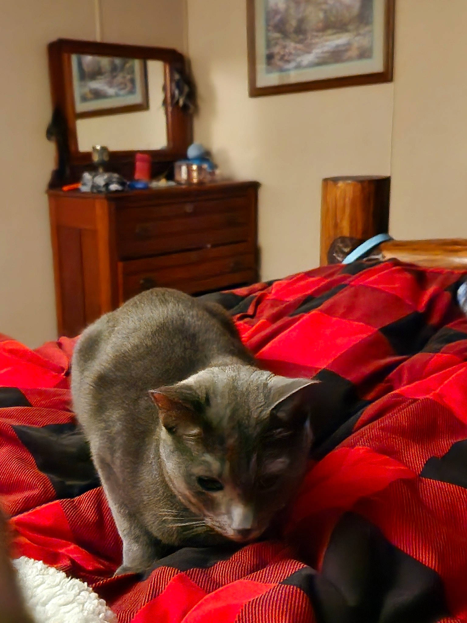 Church joined the competition — help win amazing prizes! carnivore, cat, comfort, domestic_short_haired_cat, drawer, fawn, felidae, flooring, fur, grey, hardwood, linens, picture_frame, room, russian_blue, small_to_medium_sized_cats, tail, television, whiskers, wood