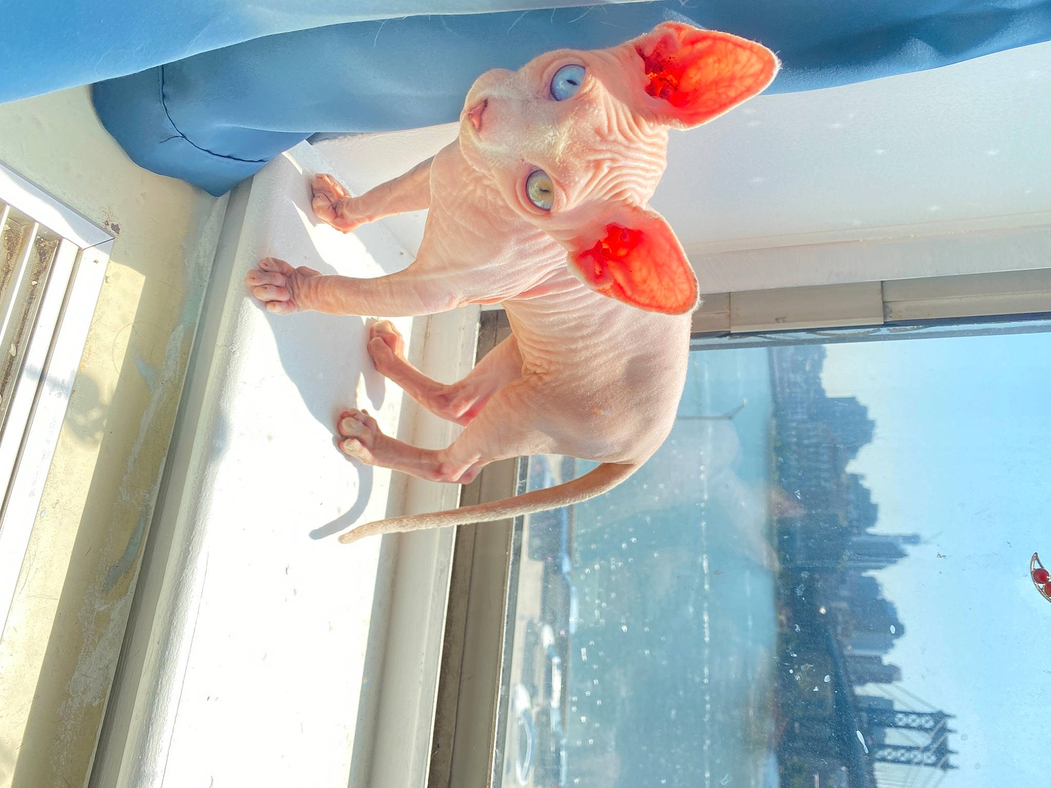 Alien is registered to the contest to win money with this photo: art, azure, carmine, ceiling, fish, fixture, fluid, food, gesture, glass, leisure, organism, red, room, tail, textile, toy, vertebrate, water, window