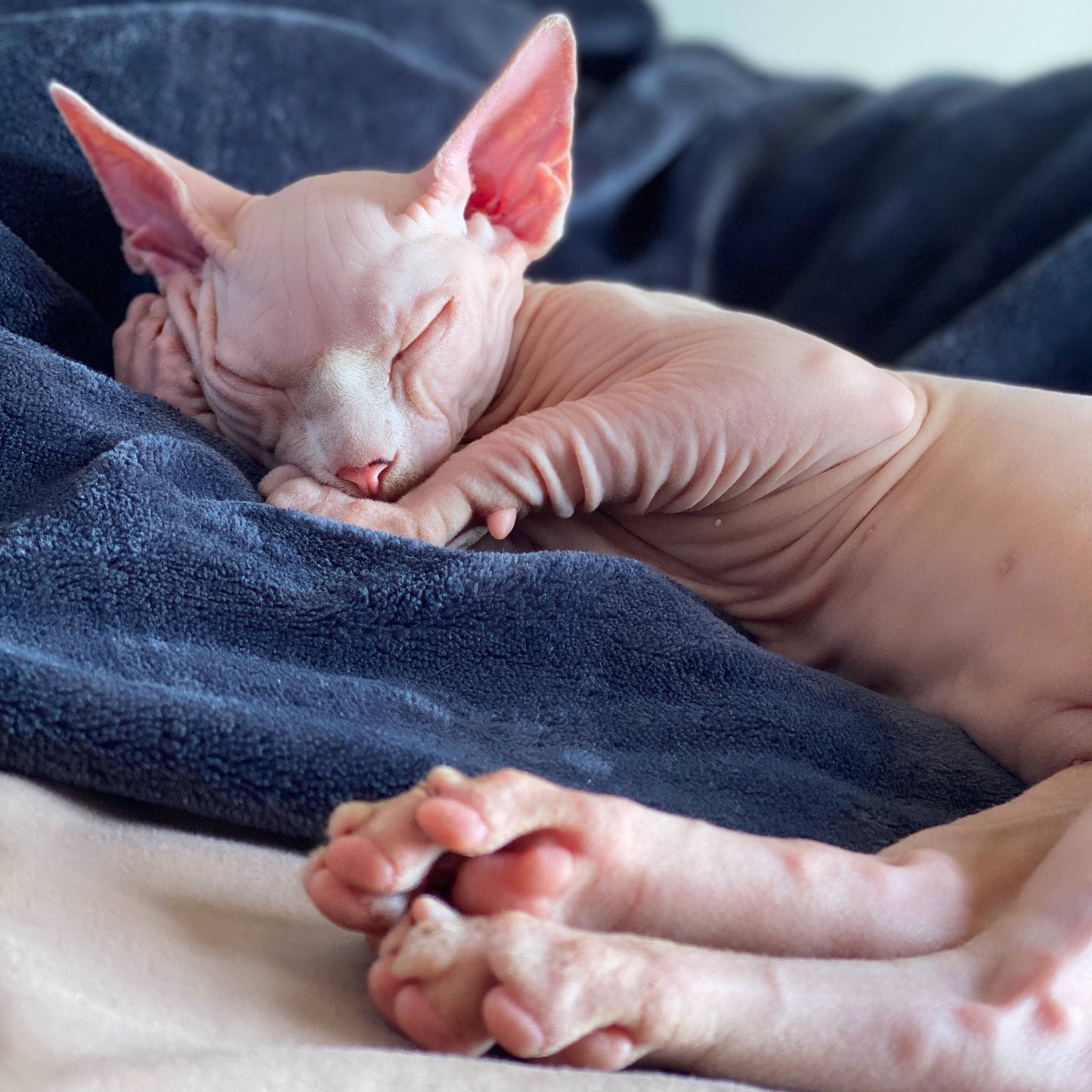Alien joined the competition — help win amazing prizes! baby, barefoot, carnivore, cat, close_up, comfort, fawn, felidae, finger, foot, gesture, nail, peterbald, pink, skin, small_to_medium_sized_cats, thumb, whiskers, white, wrinkle