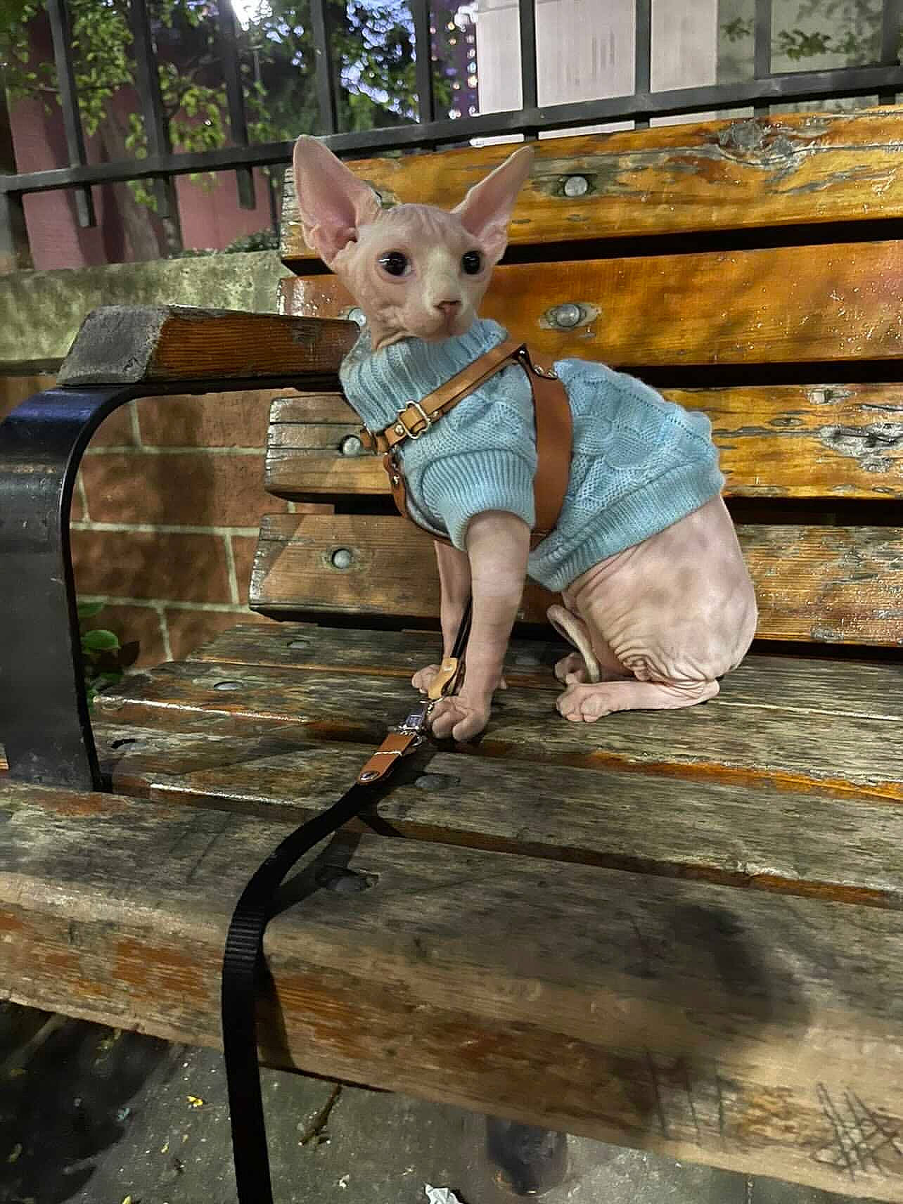 Alien joined the competition — help win amazing prizes! canidae, carnivore, companion_dog, dress, electric_blue, fawn, felidae, fur, grass, pattern, recreation, sitting, street_fashion, tail, terrestrial_animal, tree, whiskers, wildlife, window, wood