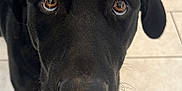 Goose is registered to the contest to win money with this photo: dog, black_dog, pet, close_up, face, brown_eyes, curious, floor, tile, indoor, kitchen, canine, animal, companion, domestic, looking_up, snout, ears, whiskers, black_fur