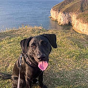 Goose joined the competition — help win amazing prizes! dog, black_dog, grass, cliff, sea, water, rock, leash, sunlight, outdoor, nature, animal, pet, happy, tongue_out, landscape, sky, coast, scenery, daytime