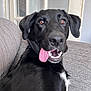 Goose joined the competition — help win amazing prizes! dog, black_dog, pet, tongue_out, indoor, couch, furniture, white_patch, closeup, canine, happy, playful, animal, ears, nose, teeth, fur, mouth, looking, relaxed