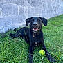 Goose is registered to the contest to win money with this photo: dog, black_dog, tennis_ball, grass, outdoor, playing, pet, animal, happy, collar, concrete_wall, nature, sunlight, smiling, lying_down, canine, greenery, leisure, domestic_animal, daytime