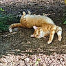 cat, orange_tabby, animal, pet, outdoor, dirt, greenery, leaf, relaxed, nature, feline, playful, ground, sunlight, garden, whiskers, fur, cute, resting, eyes