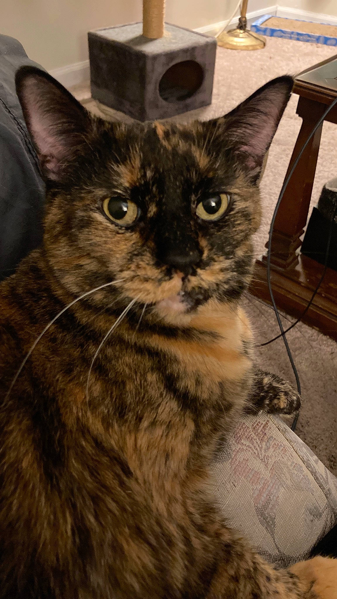 Liza is registered to the contest to win money with this photo: box, carnivore, cat, domestic_short_haired_cat, ear, eye, felidae, fur, paw, small_to_medium_sized_cats, snout, terrestrial_animal, whiskers, window