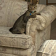 Gabby is registered to the contest to win money with this photo: abyssinian, animal, architecture, armchair, building, cat, chair, couch, cushion, furniture, homedecor, indoors, kitten, livingroom, manx, pet, room