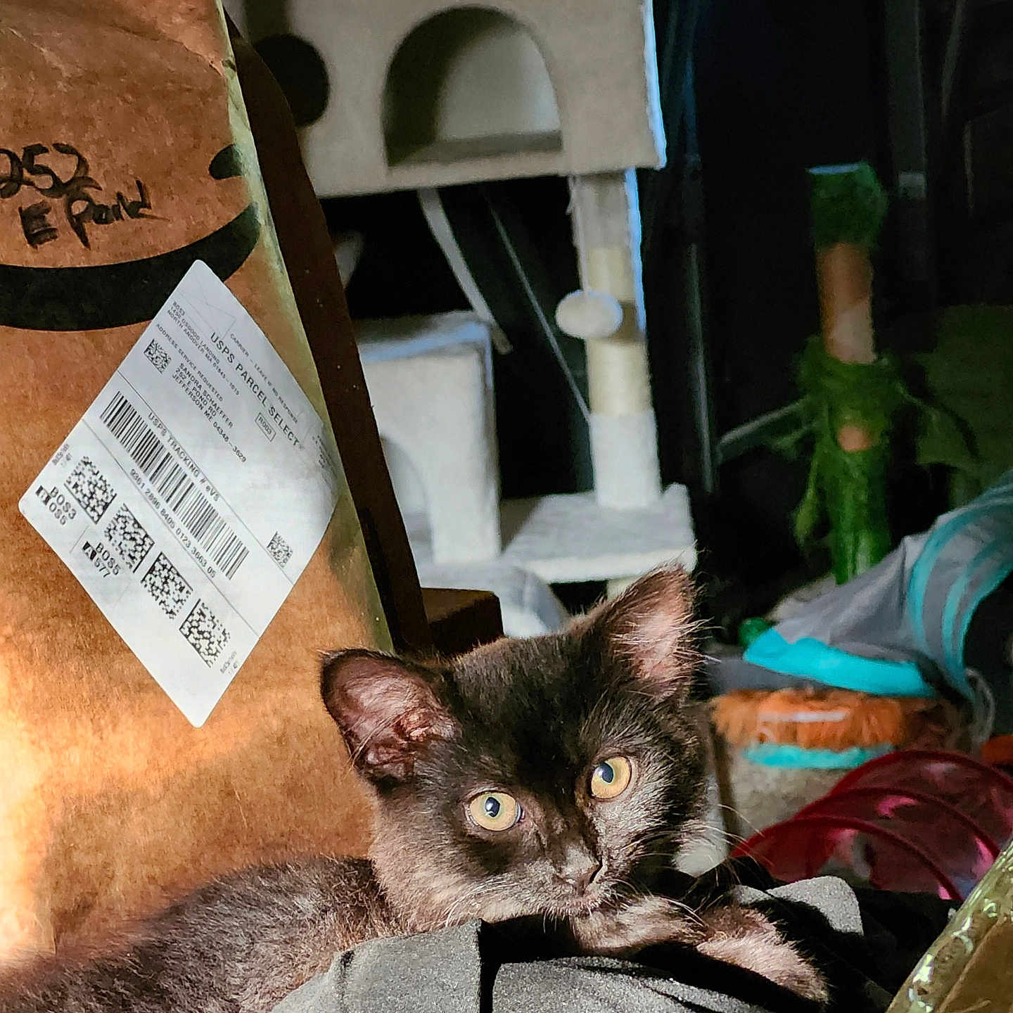 Pepper is registered to the contest to win money with this photo: animal, black_kitten, cardboard_box, cat, cat_tree, cozy, cute, eyes, fabric, fur, furniture, home, indoor, pet, relaxing, resting, shadow, soft_texture, sunlight, whiskers