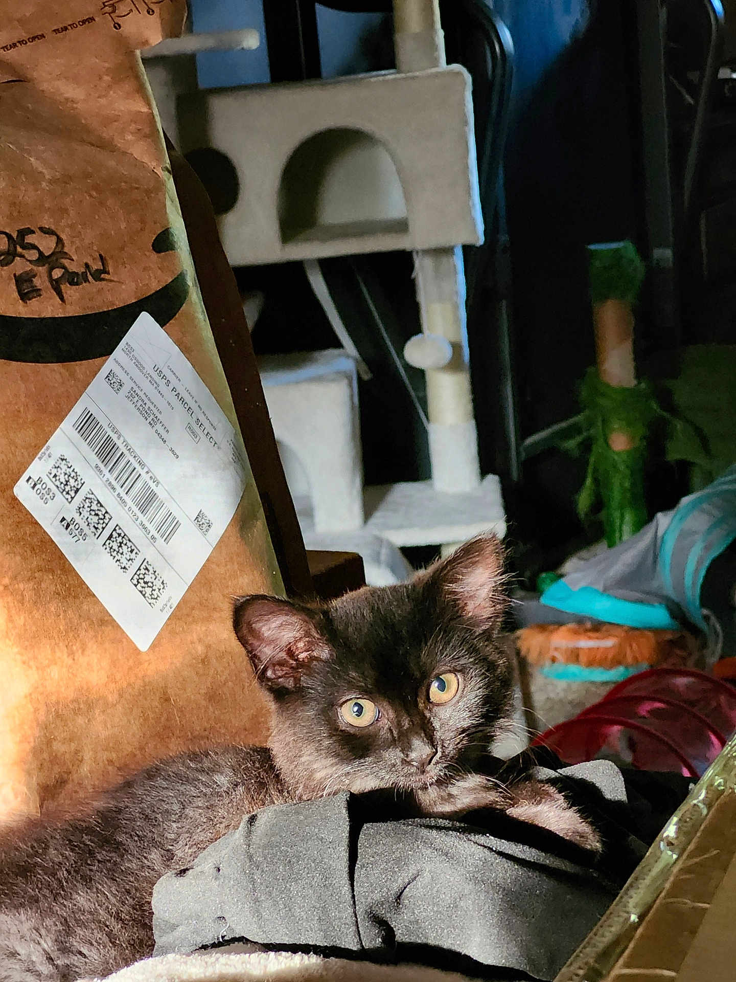 Pepper is registered to the contest to win money with this photo: black_kitten, cat, pet, indoor, cardboard_box, cat_tree, fabric, soft_texture, furniture, animal, cute, fur, whiskers, eyes, relaxing, sunlight, shadow, home, cozy, resting