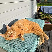 Jasper joined the competition — help win amazing prizes! animal, bench, cat, curious, cushion, daylight, ears, feline, ginger_cat, home, nature, outdoor, pet, relaxed, resting, shadow, sunlight, texture, wooden_deck, yellow_eyes