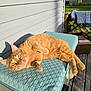 animal, bench, cat, curious, cushion, daylight, ears, feline, ginger_cat, home, nature, outdoor, pet, relaxed, resting, shadow, sunlight, texture, wooden_deck, yellow_eyes
