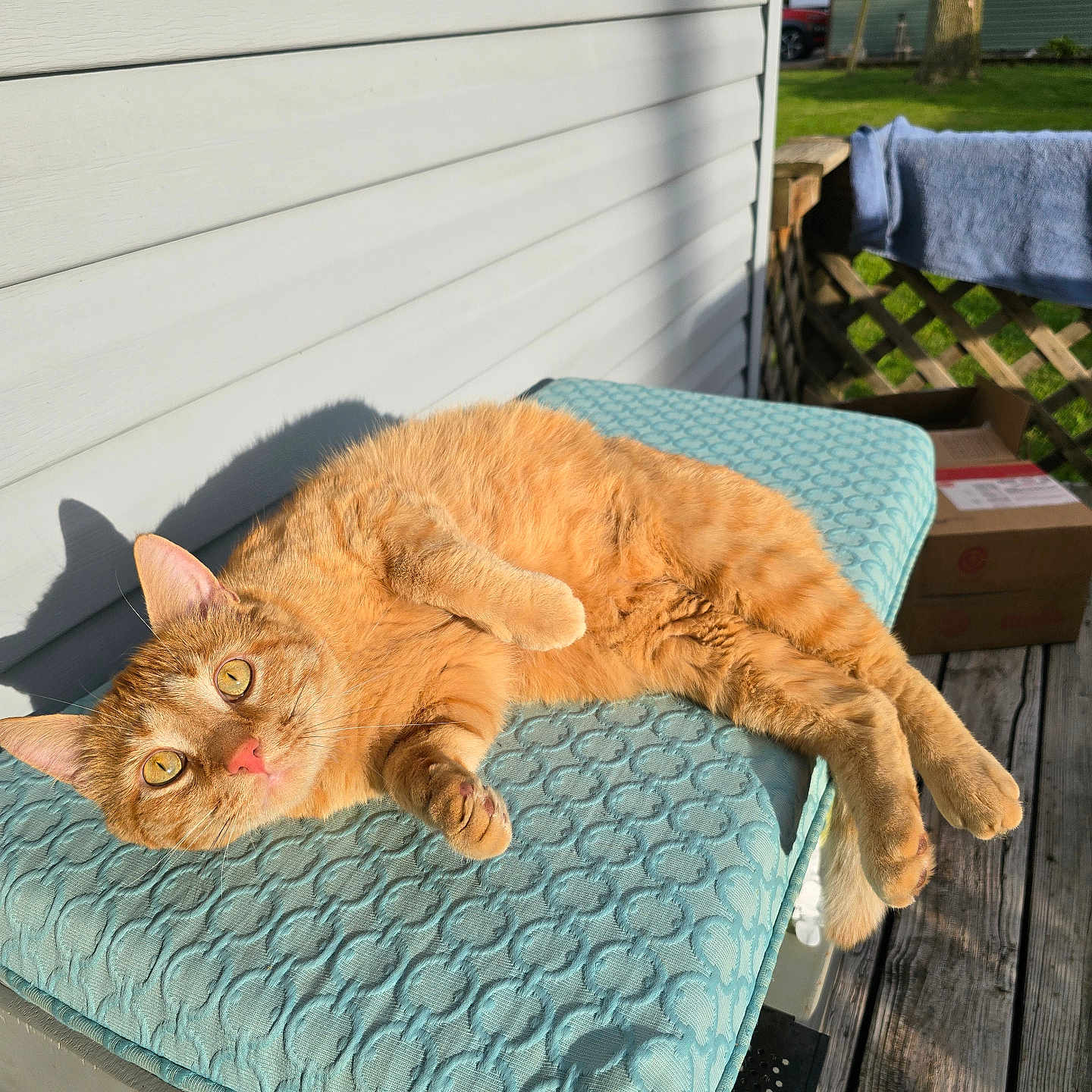 Jasper joined the competition — help win amazing prizes! animal, bench, cat, curious, cushion, daylight, ears, feline, ginger_cat, home, nature, outdoor, pet, relaxed, resting, shadow, sunlight, texture, wooden_deck, yellow_eyes