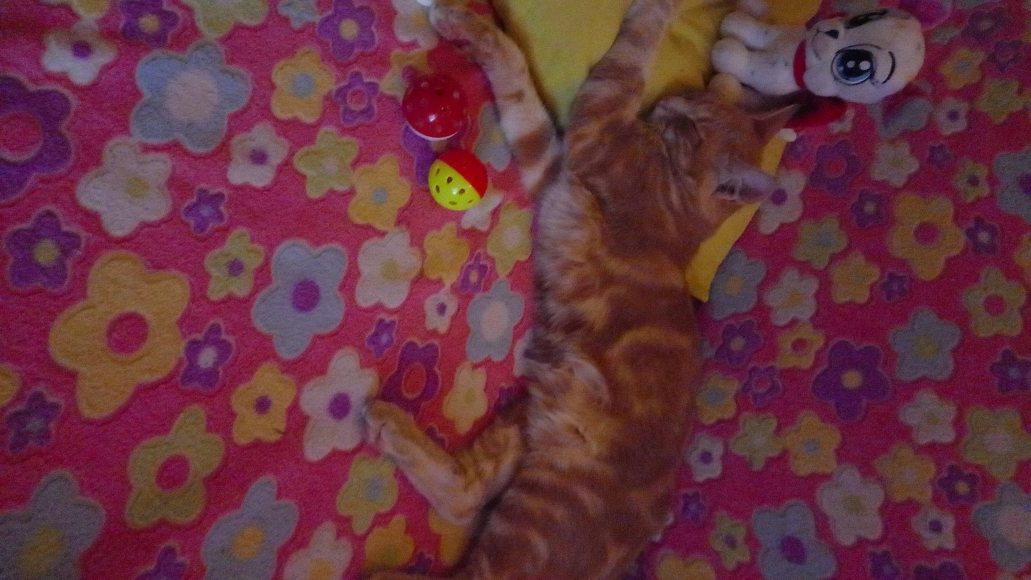 Zitoune a rejoint le concours — aidez-le/la à gagner de superbes lots ! bed, carnivore, cat, comfort, domestic_short_haired_cat, fawn, felidae, fur, linens, magenta, orange, pattern, paw, peach, pink, room, small_to_medium_sized_cats, tail, tree, whiskers