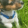 puppy, dog, grass, outdoor, pet, collar, small_dog, cute, animal, fur, nature, young_dog, closeup, alert, side_view, green, summer, adorable, domestic_animal, mammal