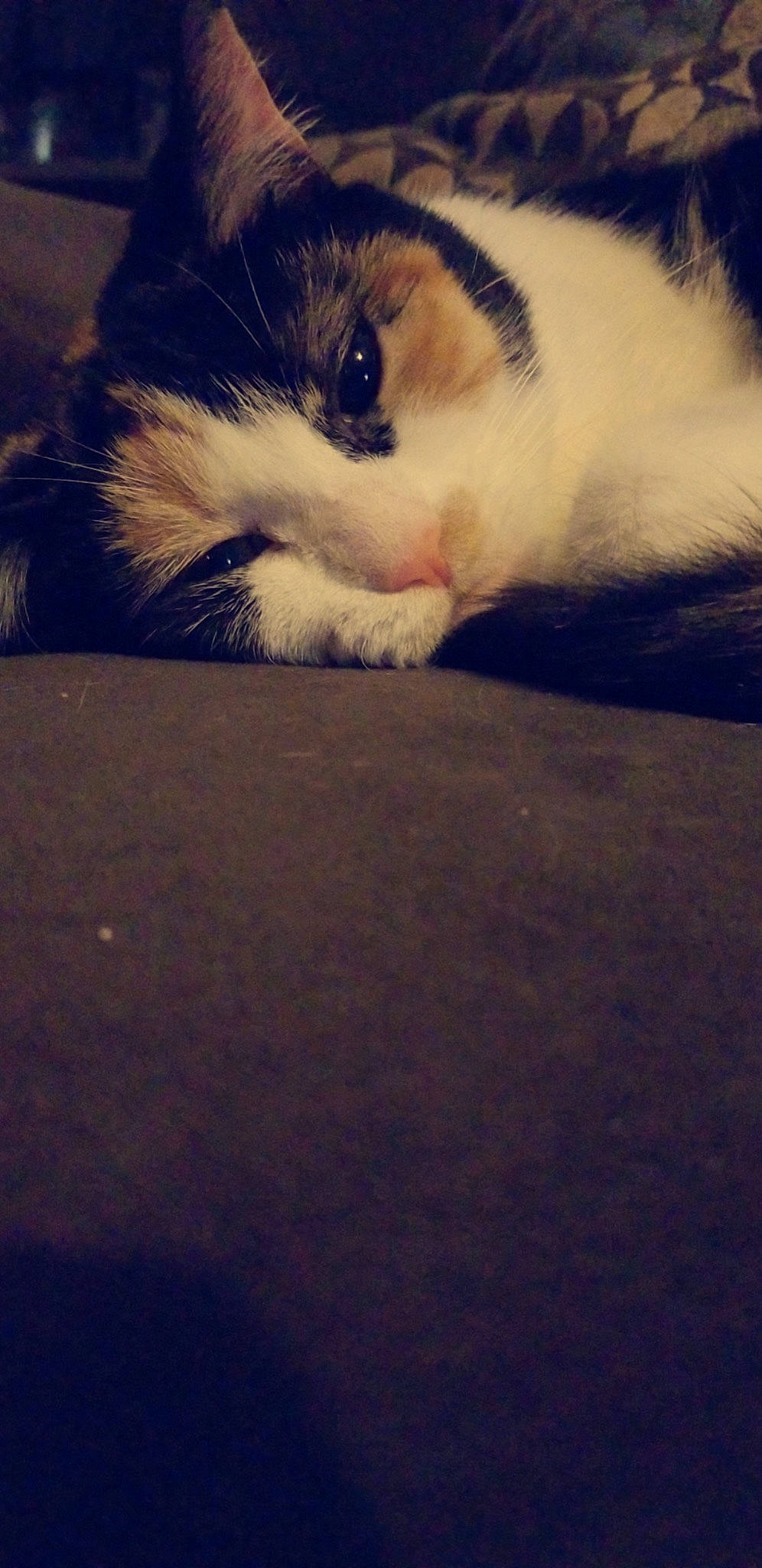 Bella joined the competition — help win amazing prizes! carnivore, cat, claw, cloud, comfort, domestic_short_haired_cat, eye, felidae, flooring, fur, meteorological_phenomenon, paw, sky, small_to_medium_sized_cats, snout, street_light, tail, tints_and_shades, whiskers, wood