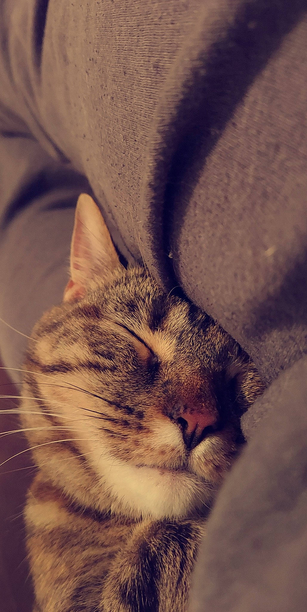 Bean is registered to the contest to win money with this photo: carnivore, cat, close_up, cloud, comfort, domestic_short_haired_cat, ear, felidae, fur, meteorological_phenomenon, nap, paw, sky, small_to_medium_sized_cats, snout, square, tail, whiskers, wildlife, window