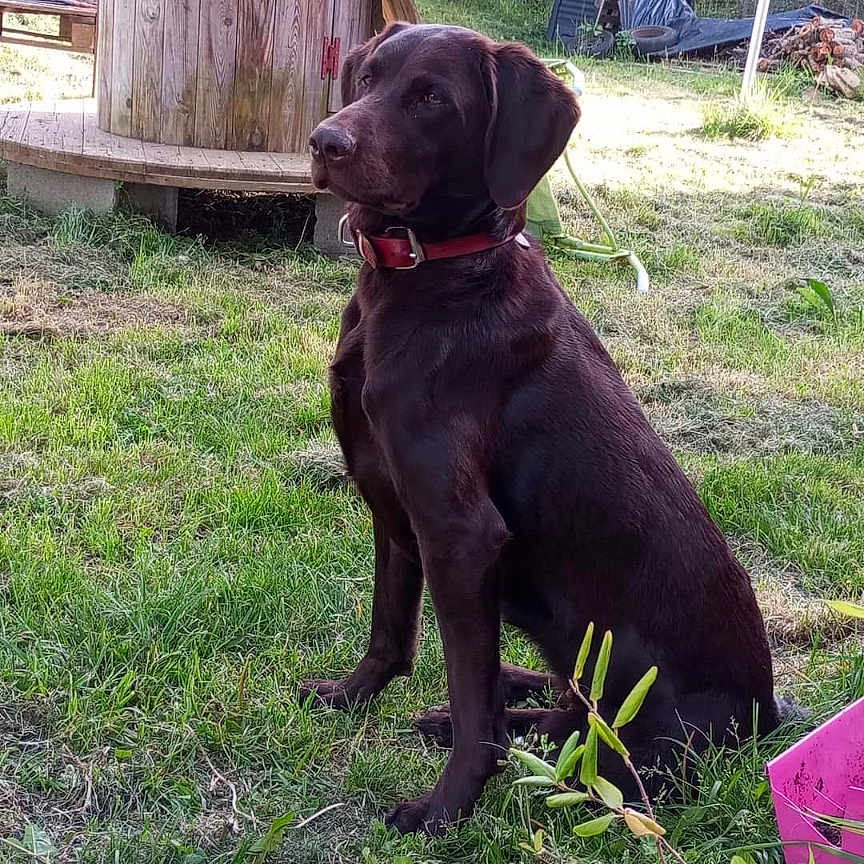 Shanel a rejoint le concours — aidez-le/la à gagner de superbes lots ! animal, architecture, backyard, ball, building, canine, dog, grass, hound, housing, labradorretriever, nature, outdoors, pet, plant, puppy, shelter, tree, vegetation, yard