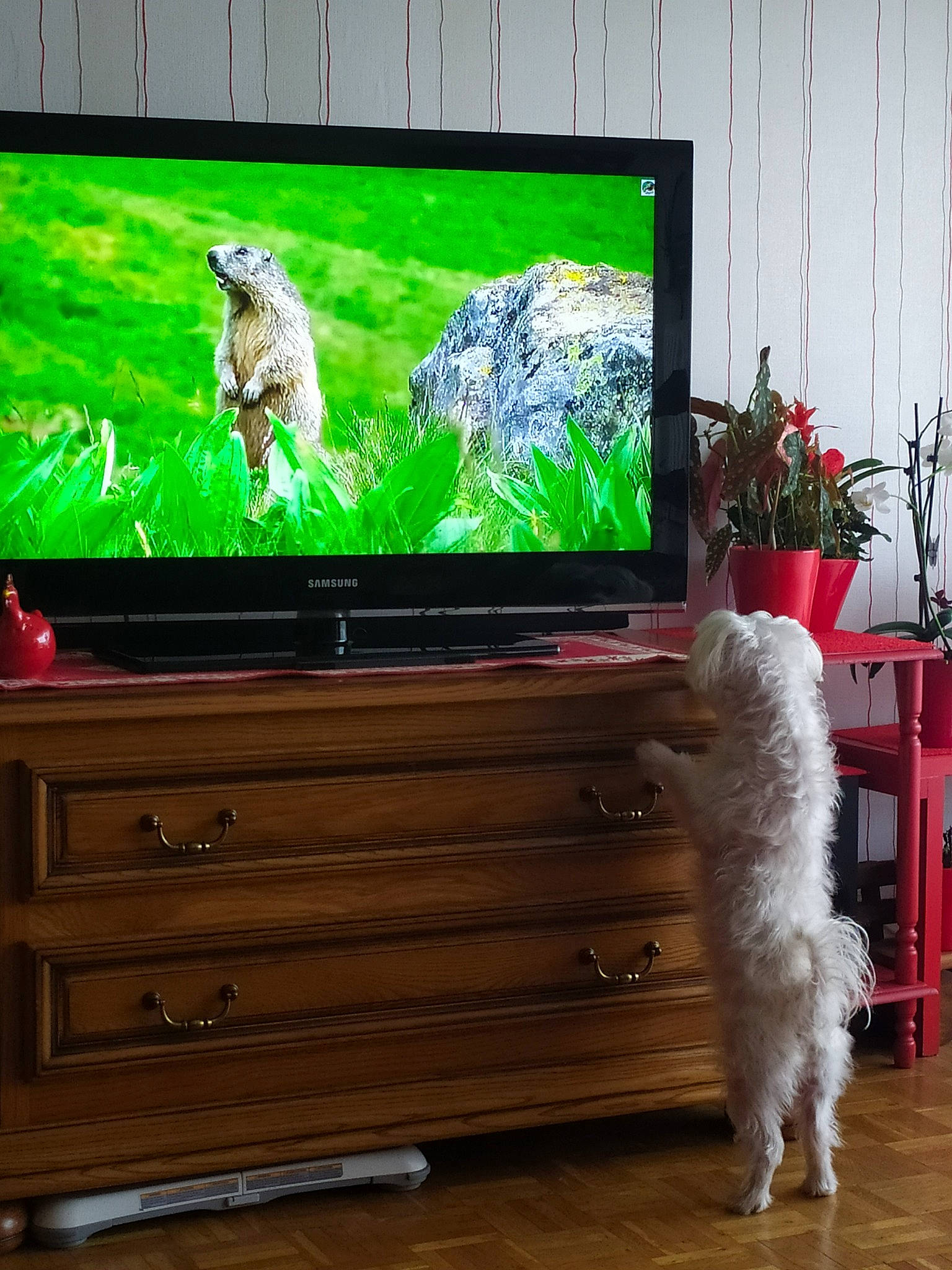 Heliott participe au concours pour gagner de l'argent avec cette photo : canidae, carnivore, display_device, dog, electronic_device, flat_panel_display, furniture, irish_soft_coated_wheaten_terrier, lcd_tv, media, screen, sporting_group, table, technology, television, television_set, terrier, west_highland_white_terrier