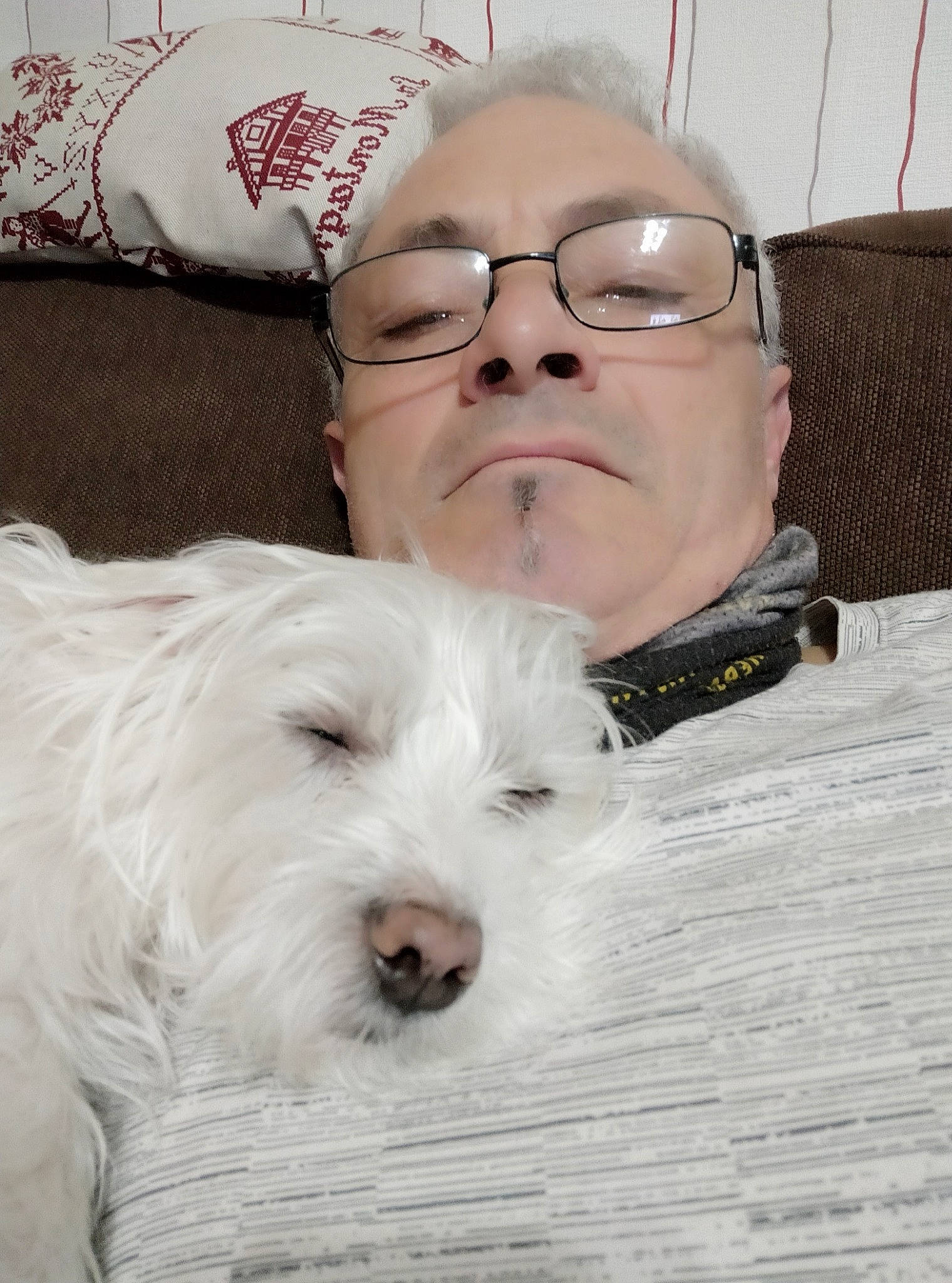 Heliott participe au concours pour gagner de l'argent avec cette photo : canidae, carnivore, companion_dog, coton_de_tulear, dog, dog_breed, glasses, maltese, mammal, non_sporting_group, nose, puppy_love, rare_breed_dog, schnoodle, sealyham_terrier, small_terrier, terrier, toy_dog, west_highland_white_terrier, white