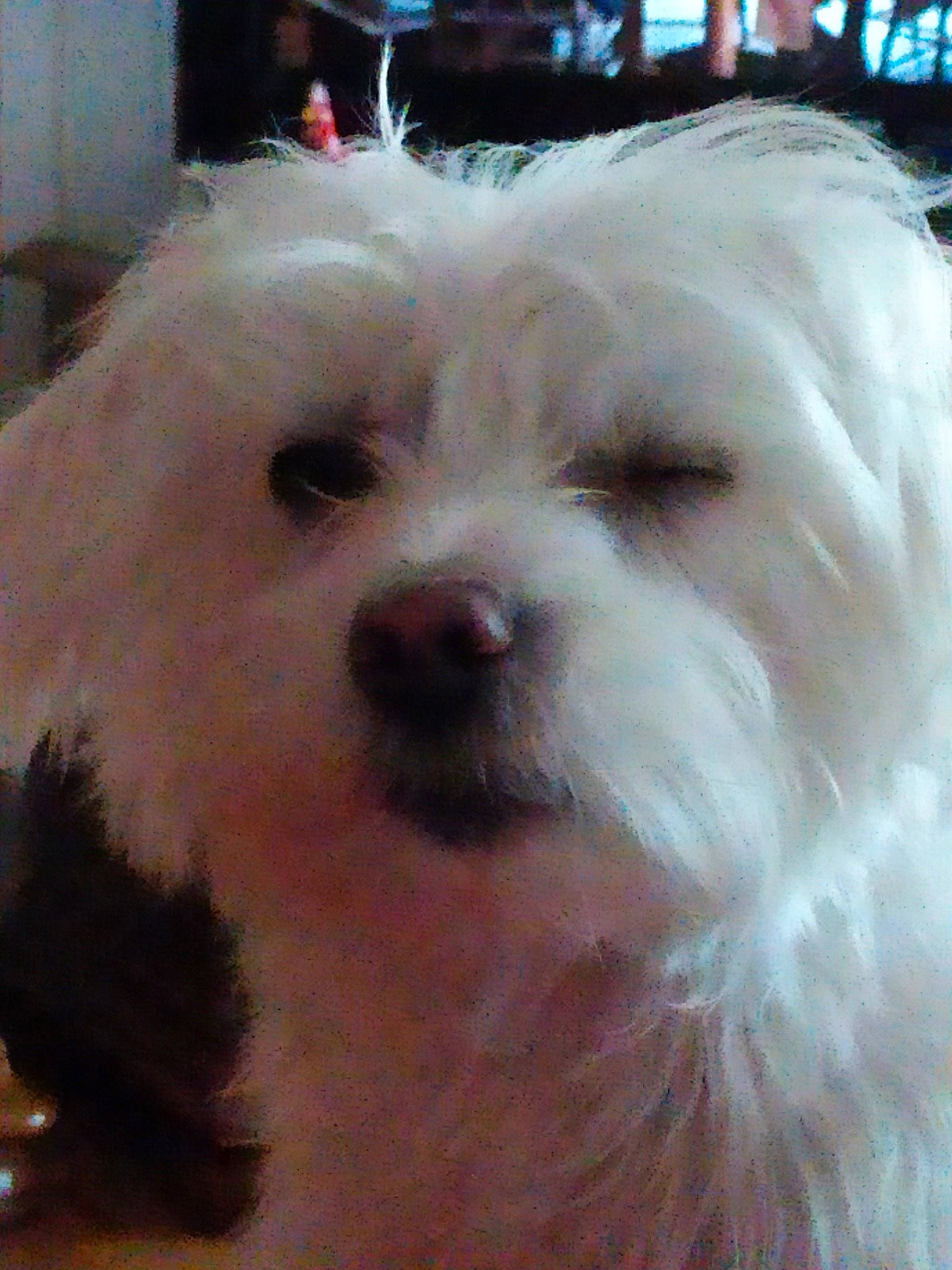 Heliott participe au concours pour gagner de l'argent avec cette photo : bichon, bolonka, canidae, carnivore, chinese_imperial_dog, companion_dog, coton_de_tulear, dog, dog_breed, havanese, head, kyi_leo, lowchen, maltepoo, maltese, mammal, nose, snout, vertebrate, west_highland_white_terrier