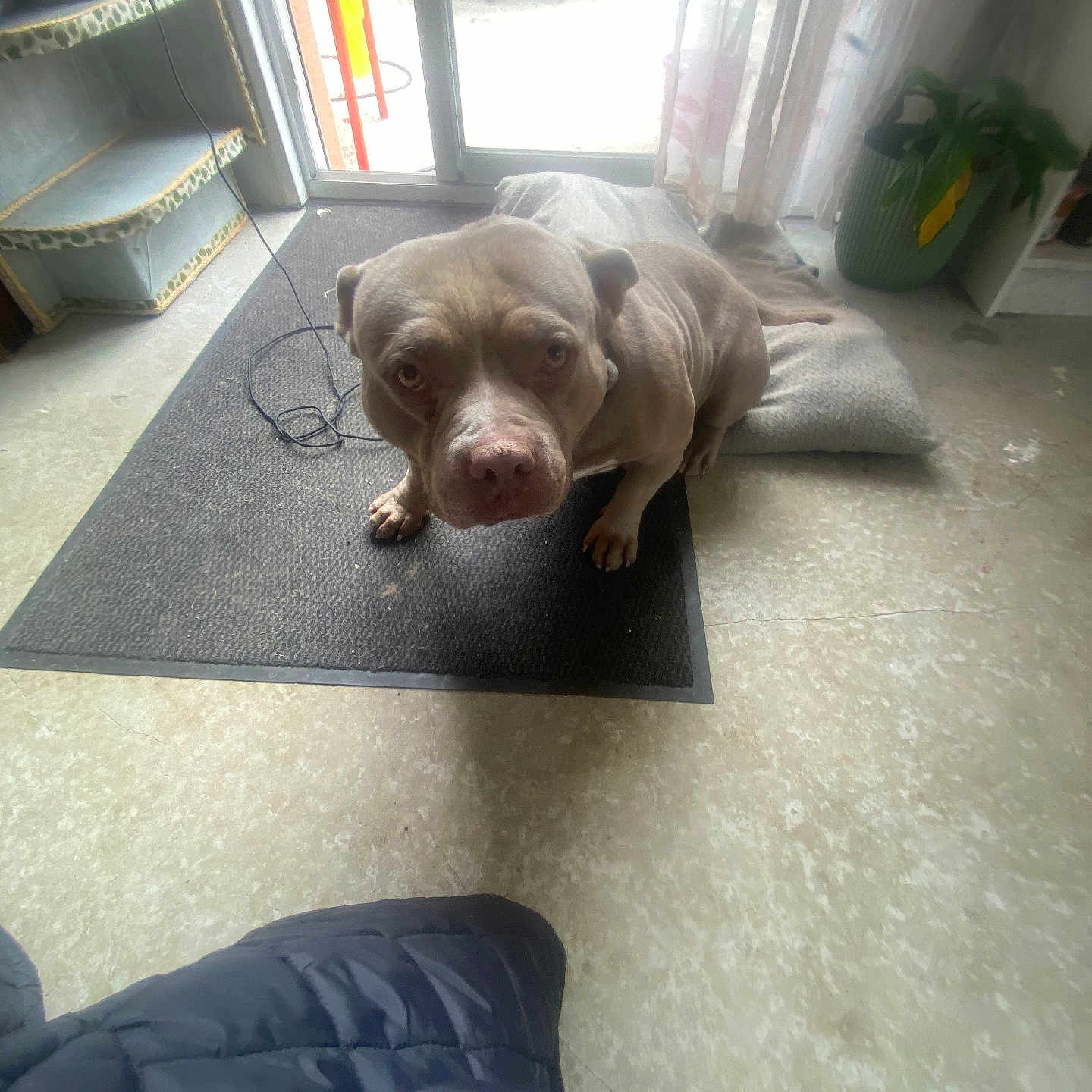 Diam a rejoint le concours — aidez-le/la à gagner de superbes lots ! animal, blanket, brown_dog, coat, cord, curtain, daylight, dog, floor, furniture, glass_door, home, household, indoor, looking_up, mat, pet, potted_plant, seated, window