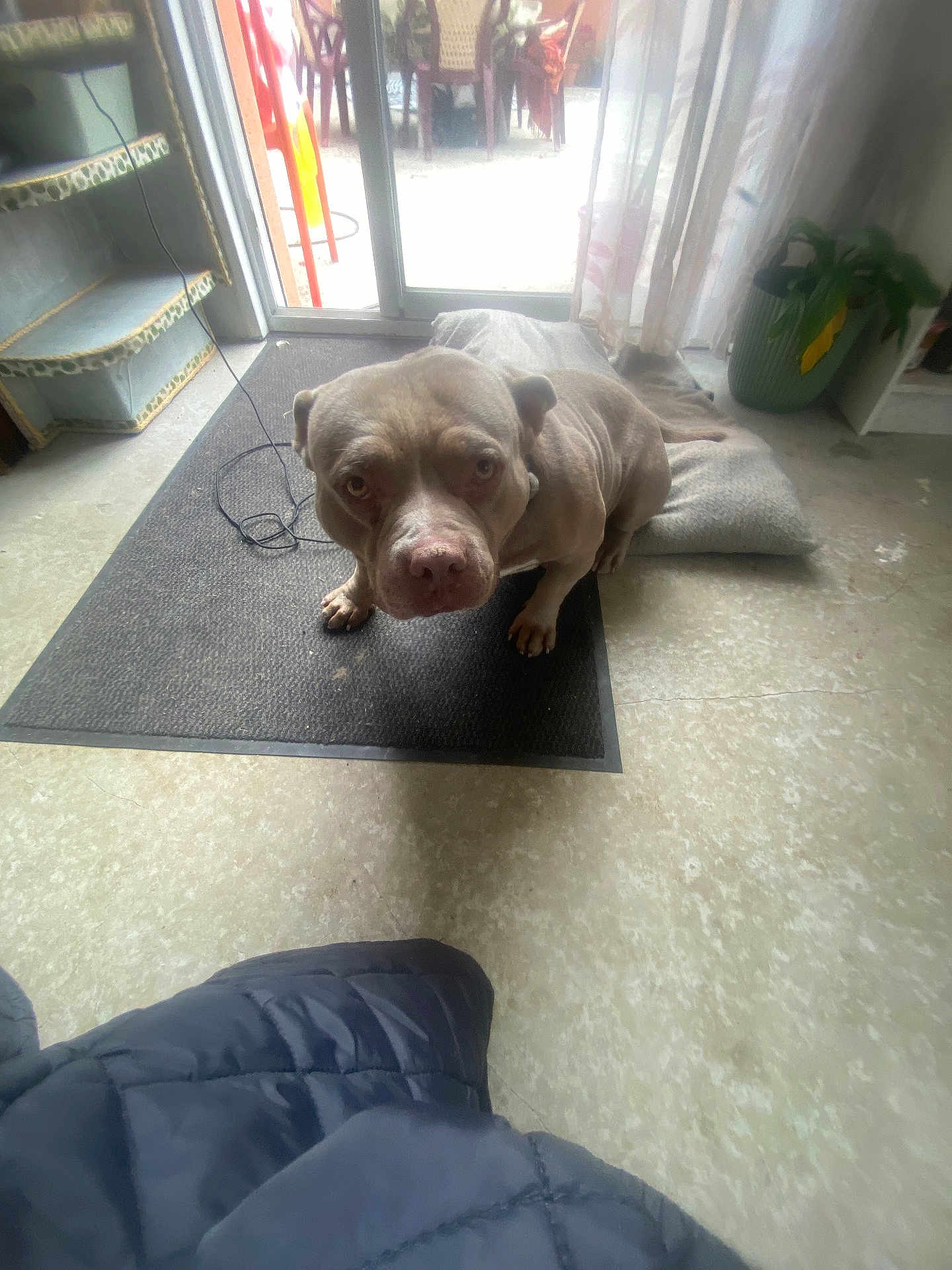 Diam a rejoint le concours — aidez-le/la à gagner de superbes lots ! dog, indoor, mat, blanket, floor, potted_plant, curtain, window, glass_door, furniture, pet, animal, brown_dog, looking_up, seated, coat, cord, home, daylight, household