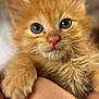 kitten, orange_cat, close_up, pet, animal, feline, cute, whiskers, fur, hand, human_hand, holding, portrait, young_animal, domestic_cat, curious, eyes, soft, blurred_background, indoor