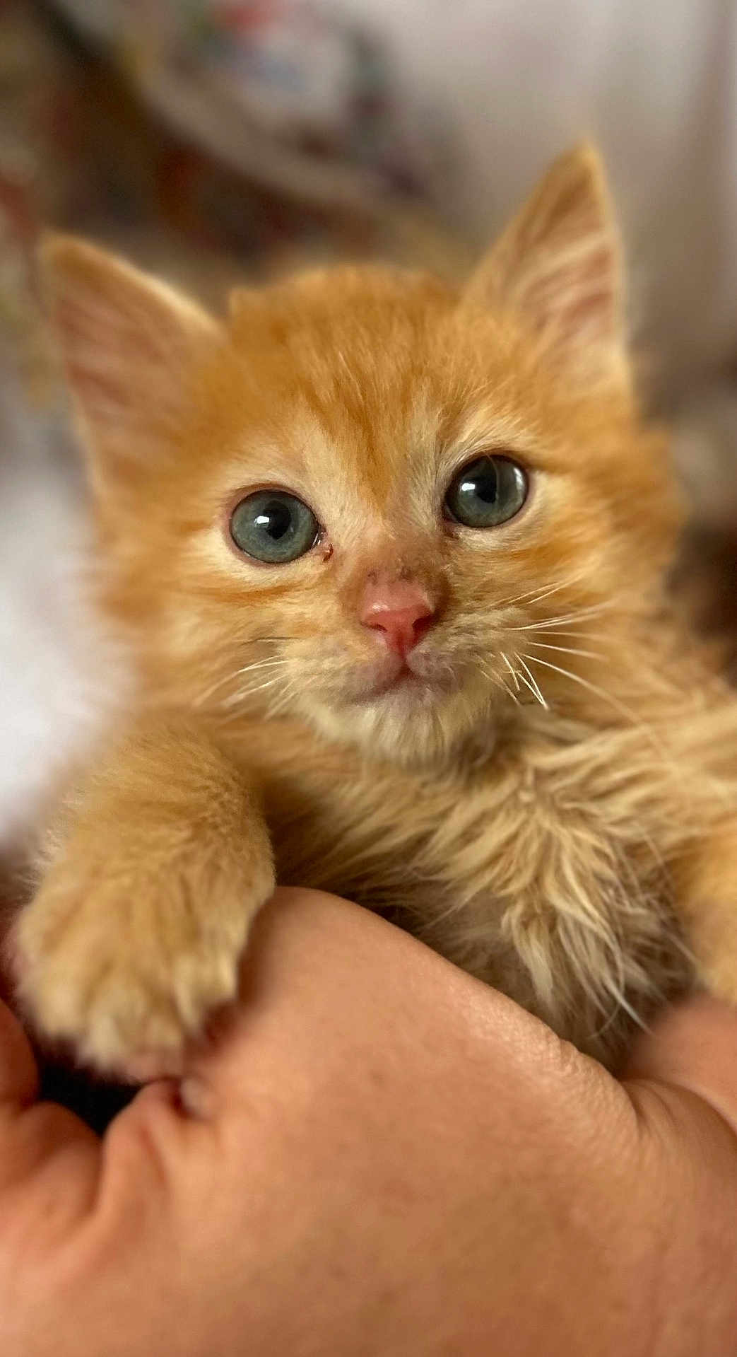 Henry participe au concours pour gagner de l'argent avec cette photo : kitten, orange_cat, close_up, pet, animal, feline, cute, whiskers, fur, hand, human_hand, holding, portrait, young_animal, domestic_cat, curious, eyes, soft, blurred_background, indoor