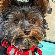 Lilhou participe au concours pour gagner de l'argent avec cette photo : dog, small_dog, pet, red_harness, butterfly_tag, close_up, indoor, carpet, fur, ears, nose, eyes, collar, tag, animal, cute, scruffy, portrait, face, domestic_animal