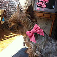 Tessa a rejoint le concours — aidez-le/la à gagner de superbes lots !