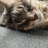 cat, sleeping, tabby, close_up, fur, whiskers, pet, animal, resting, face, nose, ear, texture, gray, soft, cozy, indoor, relaxed, cute, mammal