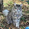 cat, fluffy, gray, green_eyes, outdoor, garden, leaves, tree, nature, animal, pet, walking, fur, closeup, sunlight, ground, plant, blue_ornament, curious, striding