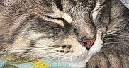 Volcan a rejoint le concours — aidez-le/la à gagner de superbes lots ! cat, tabby, sleeping, close_up, whiskers, fur, blanket, cozy, resting, indoor, pet, animal, cute, face, paw, patterned_fabric, soft_texture, relaxation, comfort, nap