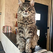 Volcan a rejoint le concours — aidez-le/la à gagner de superbes lots ! cat, fluffy, indoor, pet, feline, animal, fur, sitting, portrait, home, remote_control, ledgestone, door, window, furniture, domestic, expression, closeup, mammal, whiskers