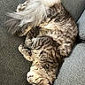 cat, tabby, sleeping, fluffy, tail, couch, gray, fur, pet, animal, relaxed, indoor, cozy, resting, whiskers, paw, feline, cute, domestic, peaceful