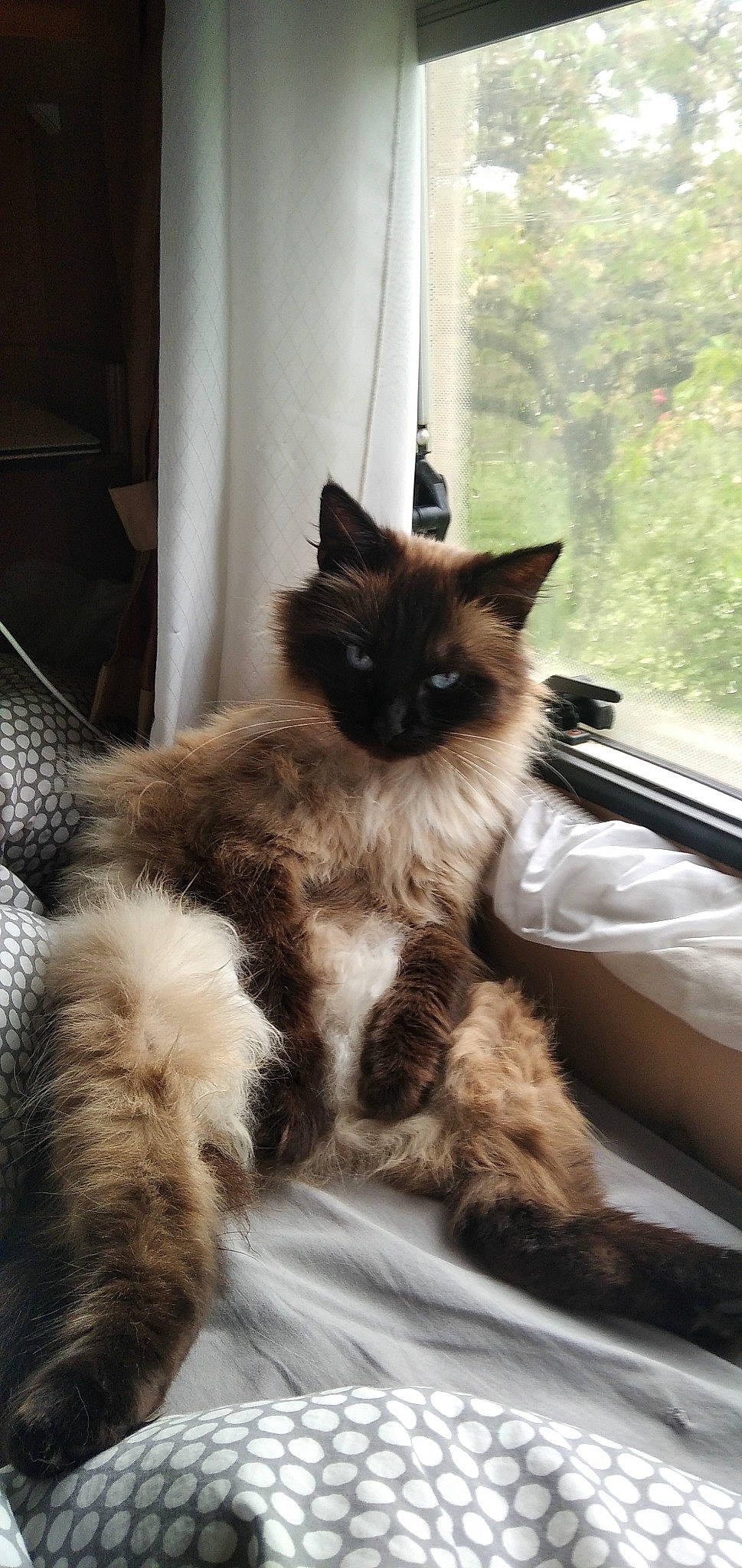 Whine participe au concours pour gagner de l'argent avec cette photo : birman, box, carnivore, cat, claw, comfort, curtain, fawn, felidae, fur, ragdoll, siamese, sitting, small_to_medium_sized_cats, snout, tail, terrestrial_animal, whiskers, window, wood