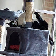 Bonbon participe au concours pour gagner de l'argent avec cette photo : cat, tuxedo_cat, cat_tree, scratching_post, sisal_post, indoor, window, brick_wall, pet, playful, paws, green_eyes, fur, climbing, platform, cubby, cozy, whiskers, vertical, furniture