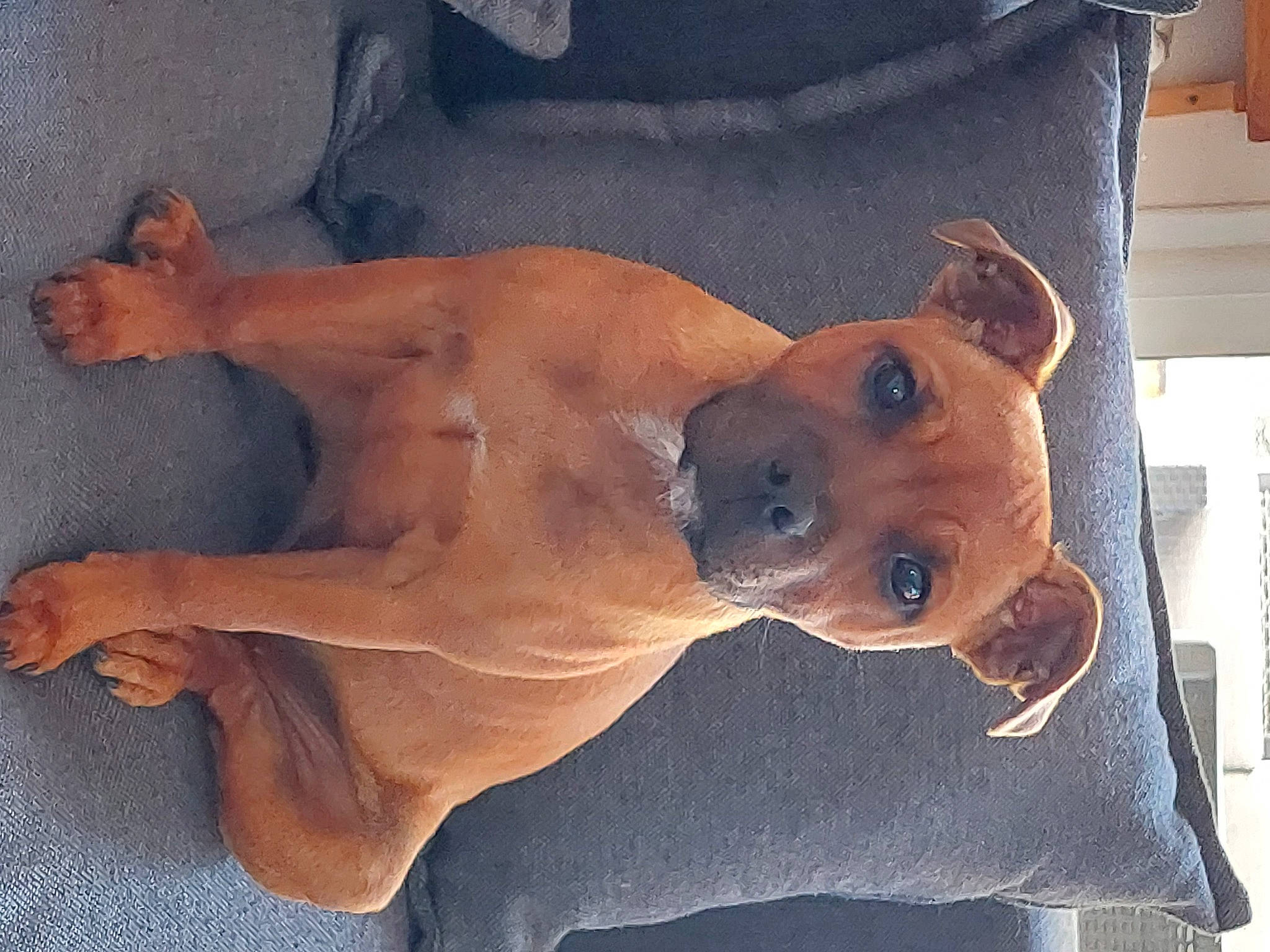 Shaya a rejoint le concours — aidez-le/la à gagner de superbes lots ! barechested, canidae, carnivore, chest, collar, comfort, companion_dog, dog, dog_breed, dog_supply, ear, fawn, guard_dog, paw, snout, sporting_group, tail, trunk, whiskers, working_animal