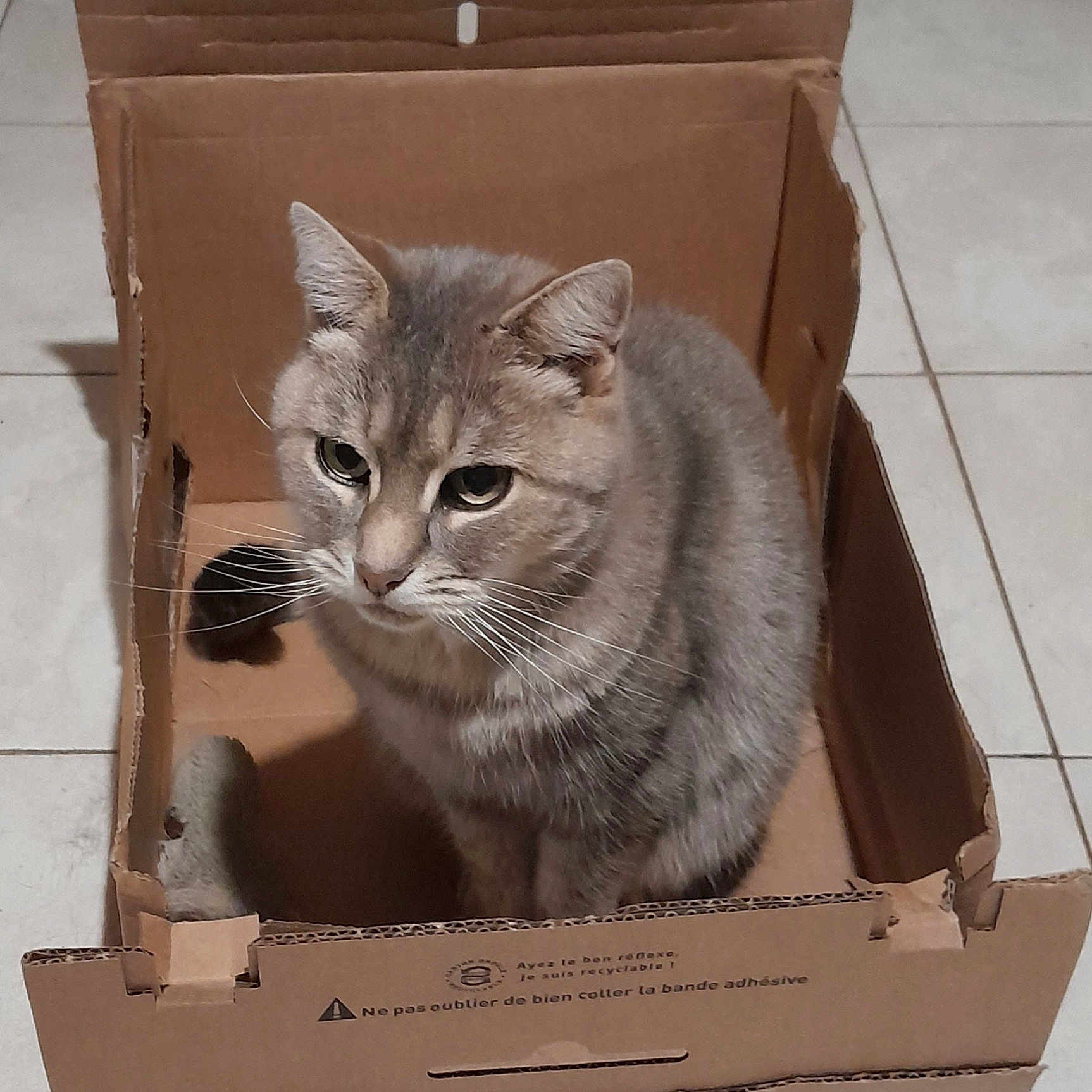 Mystic a rejoint le concours — aidez-le/la à gagner de superbes lots ! box, carnivore, carton, cat, cat_supply, domestic_short_haired_cat, fawn, felidae, font, grey, paper_product, pet_supply, puzzle, rectangle, shipping_box, small_to_medium_sized_cats, tail, whiskers, window, wood