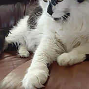 Chester joined the competition — help win amazing prizes! cat, black_and_white, fluffy, pet, animal, feline, relaxed, couch, leather, indoor, paw, whiskers, fur, resting, mammal, closeup, domestic, cute, lazy, portrait