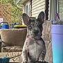 Birdie is registered to the contest to win money with this photo: puppy, dog, blue_eye, heterochromia, couch, outdoor, porch, watering_can, chair, table, tumbler, pet, curious, sitting, domestic_animal, fur, collar, home, relaxing, animal