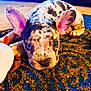puppy, dog, pet, ears, spotted, lying_down, carpet, toy, indoor, close_up, cute, animal, young, face, looking, adorable, colorful, fur, whiskers, nose