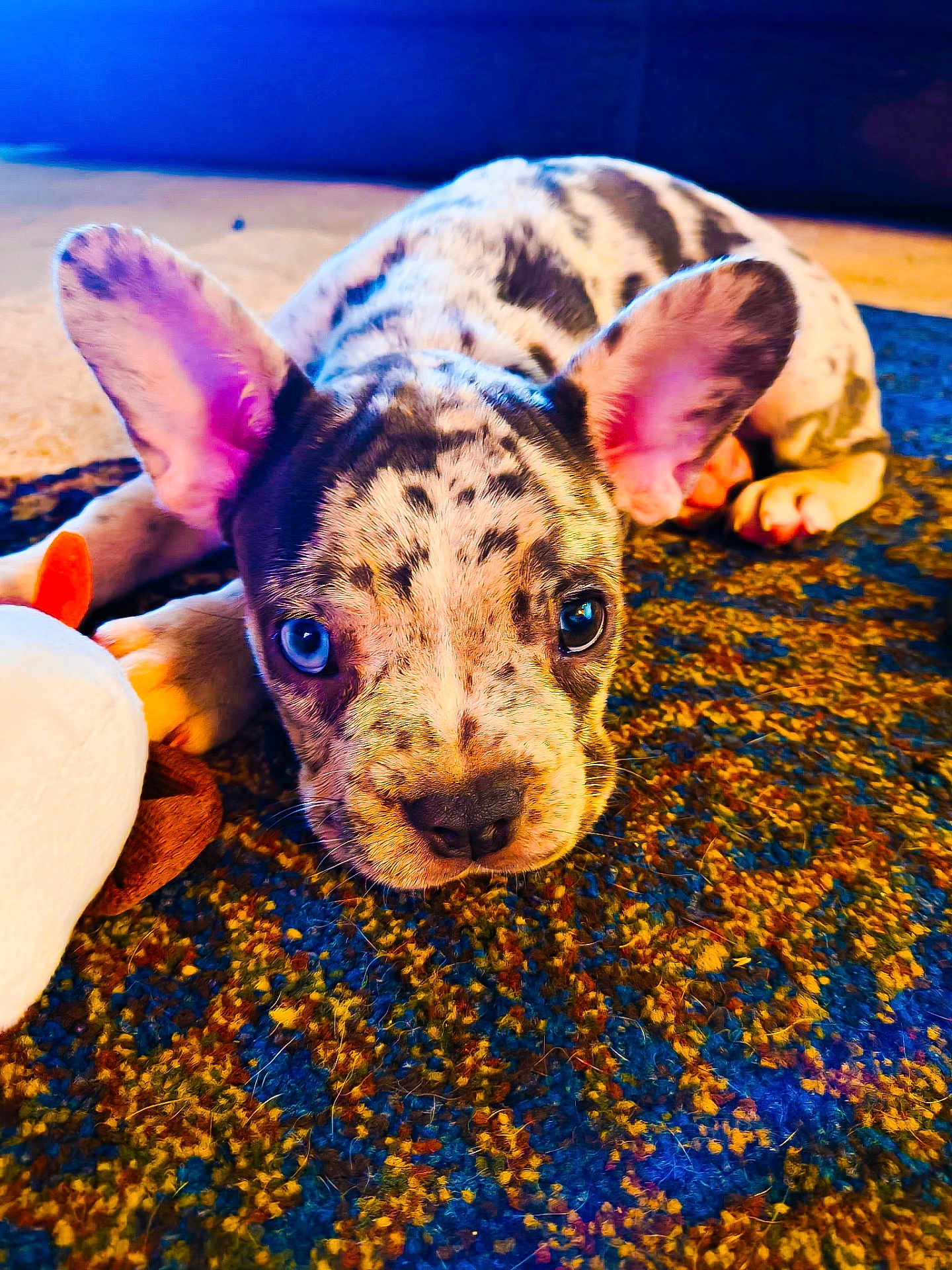 Birdie joined the competition — help win amazing prizes! puppy, dog, pet, ears, spotted, lying_down, carpet, toy, indoor, close_up, cute, animal, young, face, looking, adorable, colorful, fur, whiskers, nose