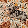 Birdie joined the competition — help win amazing prizes! puppy, dog, spotted, blue_eye, brown_eye, blanket, floral_pattern, animal_pattern, cute, pet, lying_down, indoor, cozy, soft_texture, wooden_floor, young_dog, ears_up, looking_up, domestic_animal, animal
