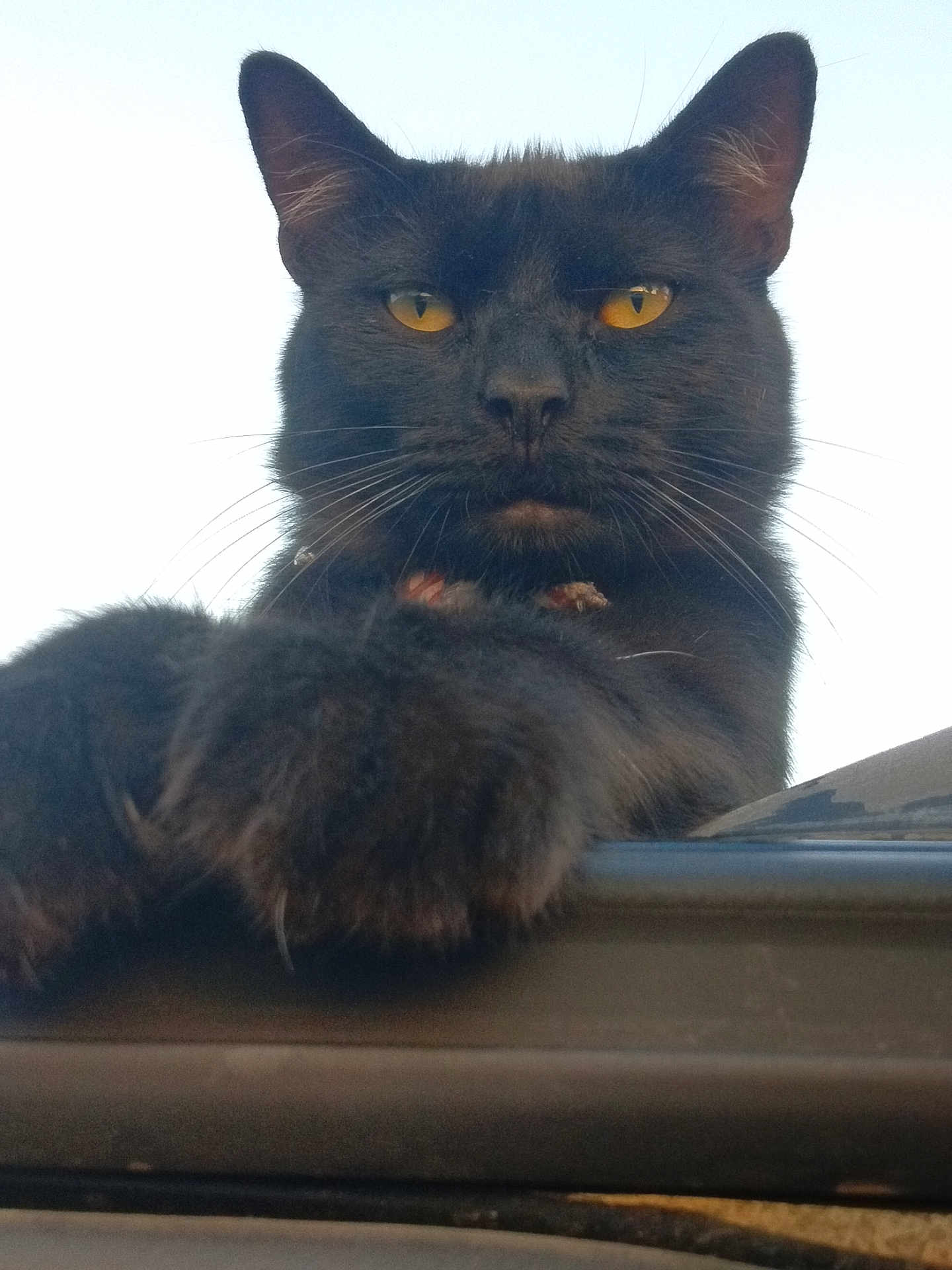 Elliot joined the competition — help win amazing prizes! black_cat, cat, pet, animal, feline, paw, yellow_eyes, whiskers, fur, close_up, outdoor, looking_down, alert, portrait, mammal, cute, domestic_animal, face, ears, nose