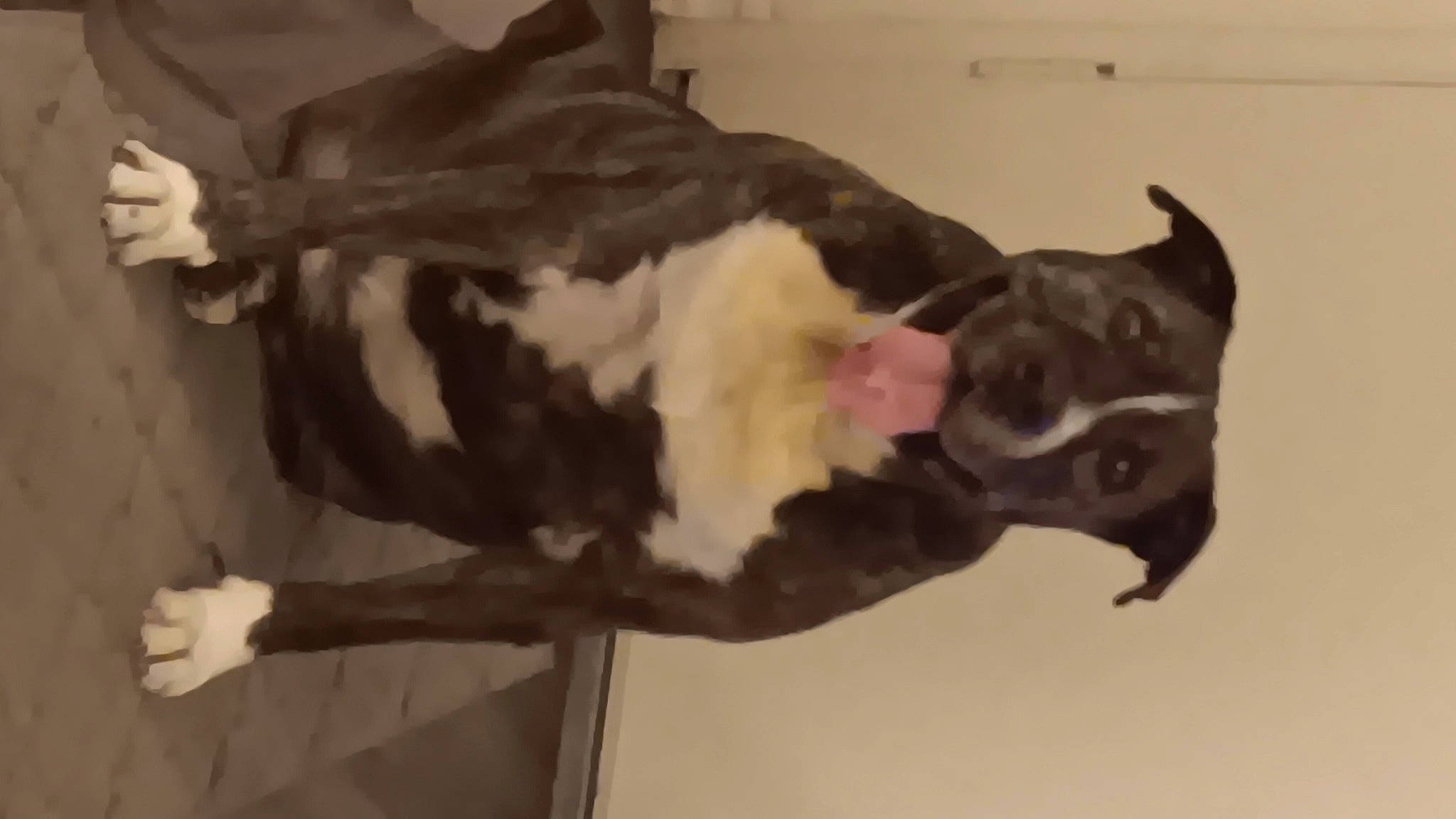 Trouble joined the competition — help win amazing prizes! art, dog, dog_breed, fawn, fur, guard_dog, jaw, metal, non_sporting_group, sculpture, snout, tail, terrestrial_animal, visual_arts, whiskers, window, wood, working_animal